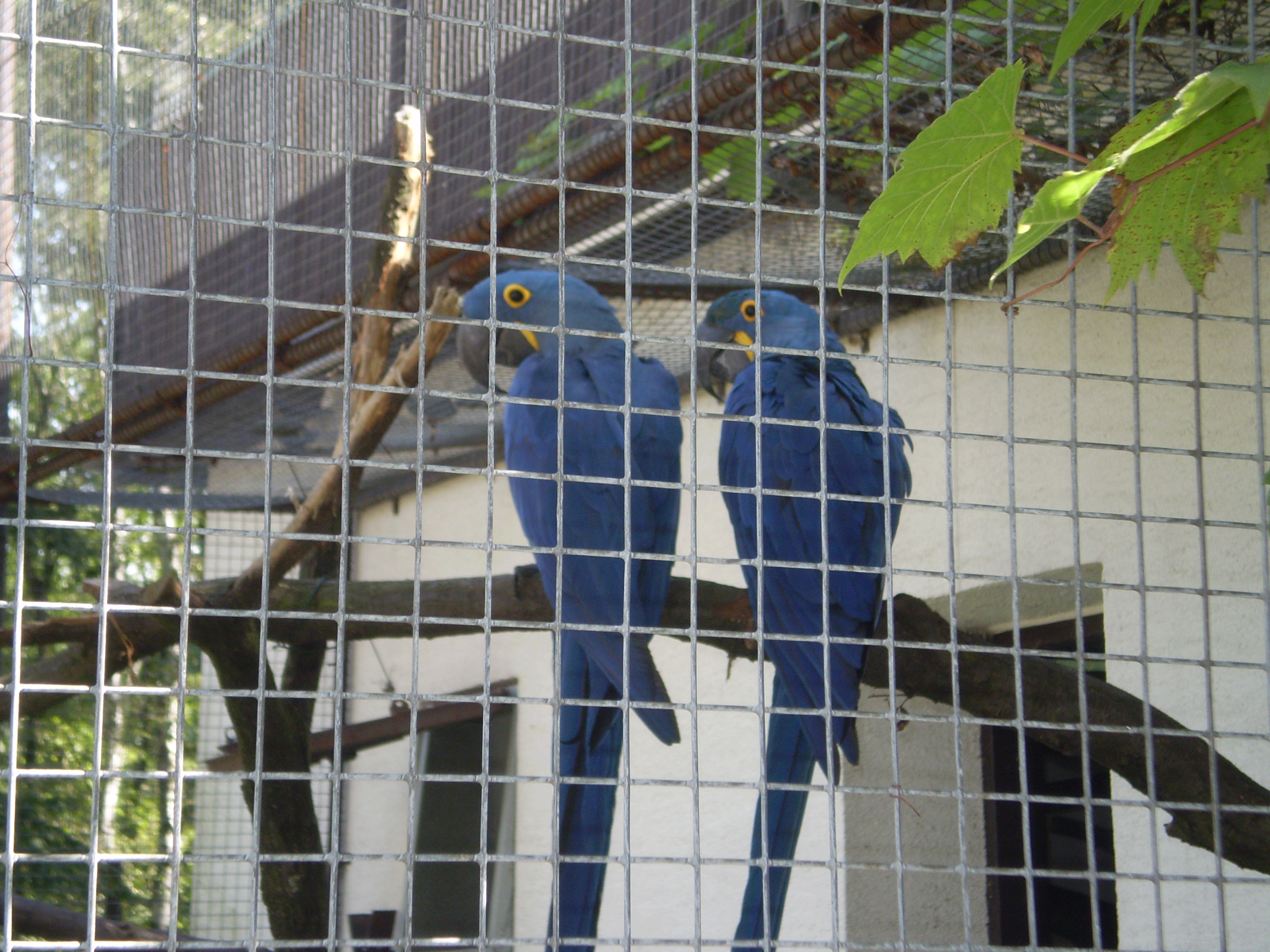 zoo-8--2010-054