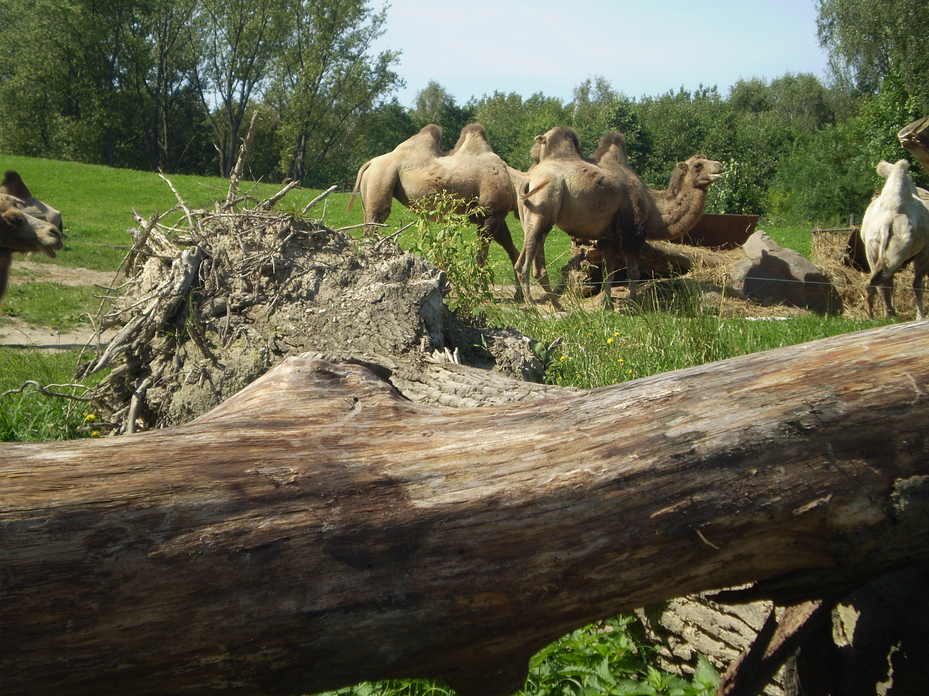 zoo-8--2010-059